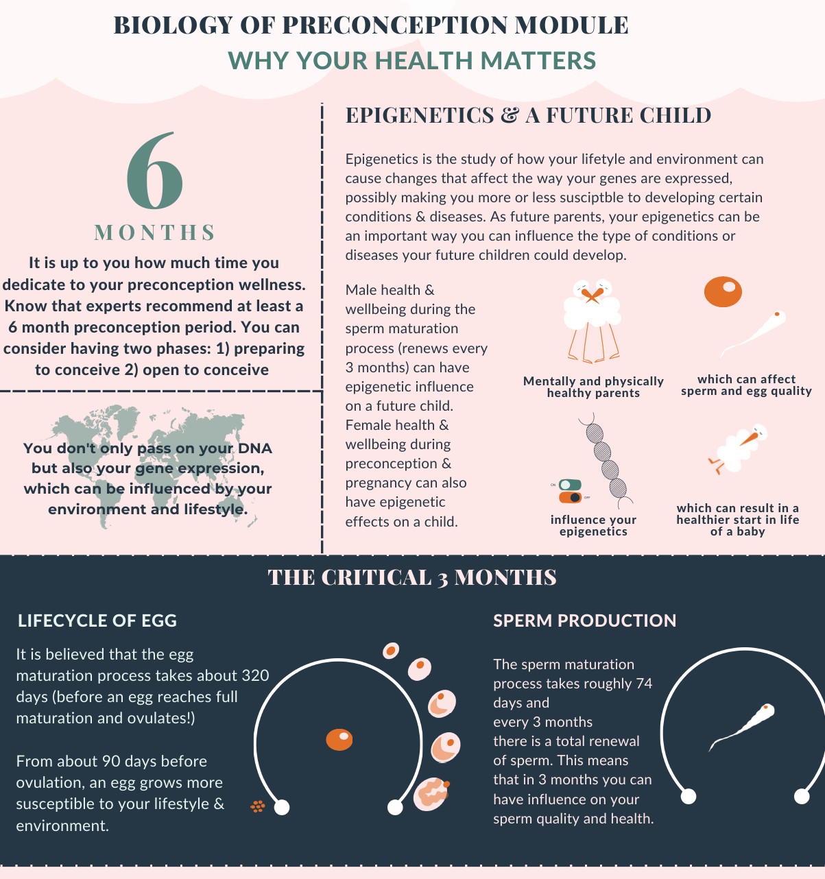 Selected Storka biology infographic about epigenetics and egg and sperm development