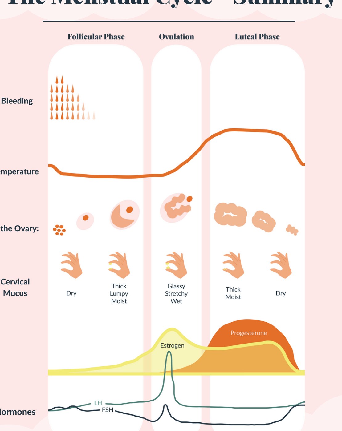 Selected Storka diagram of menstrual-cycle phases and fertility signs